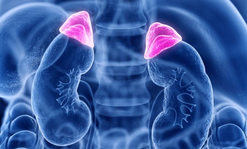 imagen referencial cortisol